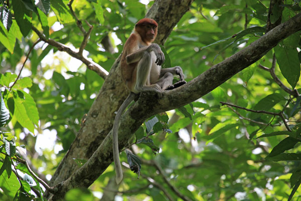 Proboscis Monkey